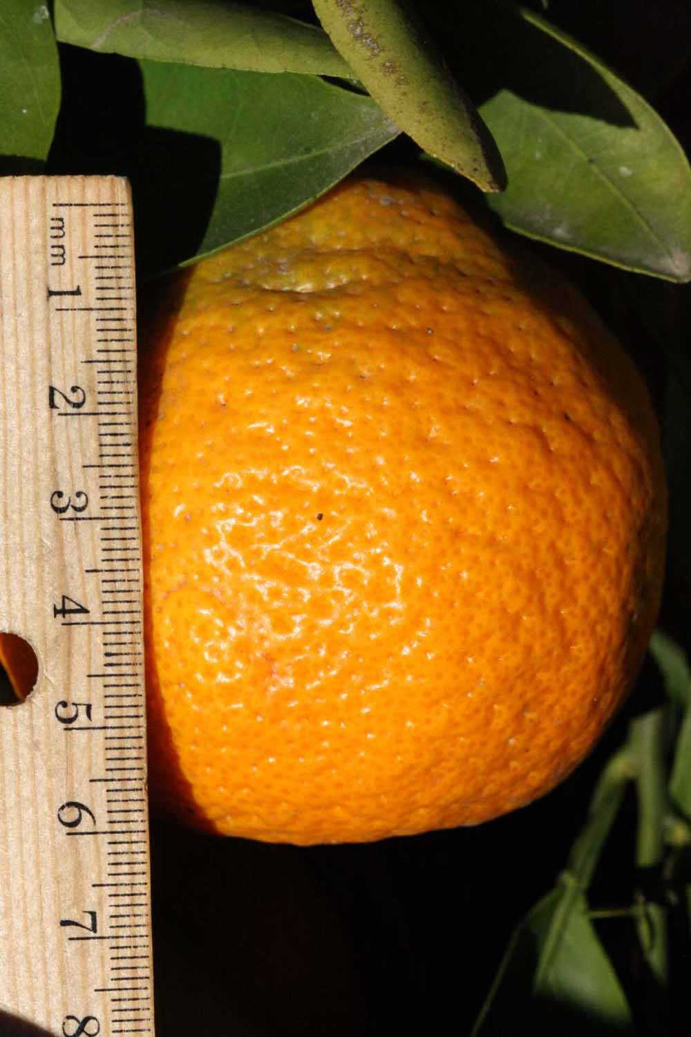              Fruit (Riverside, CA)       